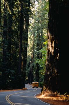 a bus driving down a road in the middle of a tree filled forest with lots of tall trees