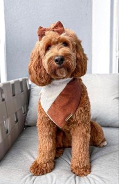 a brown dog wearing a bow tie sitting on top of a couch