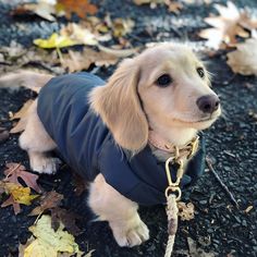 a small dog wearing a blue coat and leash sitting on the ground next to leaves