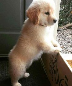 a puppy standing on its hind legs in front of a door and looking out the window