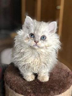 a small white kitten sitting on top of a cat tree looking at the camera with blue eyes