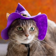 a cat with a purple hat on it's head