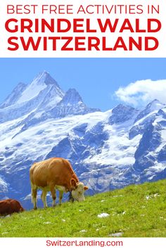 two cows grazing in the mountains with text overlay reading best free activities in grindelwald switzerland