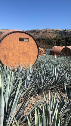 a large barrel sitting in the middle of a pineapple field