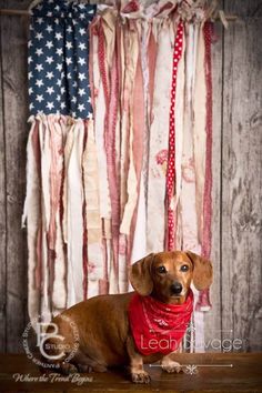 a dachshund wearing a red bandana sits in front of an american flag backdrop