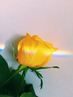 a single yellow rose with a rainbow in the background