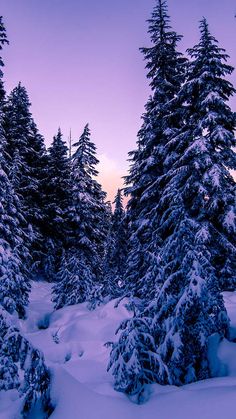 snow covered trees in the middle of a forest at night with purple sky and clouds