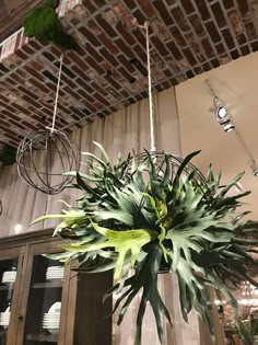 a potted plant hanging from the ceiling