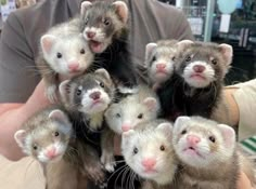 several ferrets are being held in the arms of a man