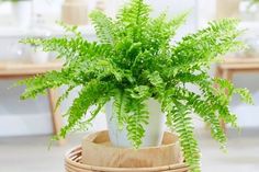 a potted plant sitting on top of a table