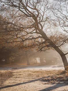 the sun shines through the trees and leaves on the ground in an open field