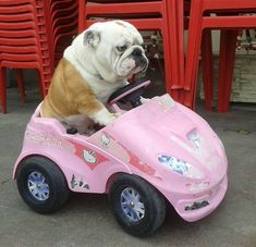 a dog sitting in a pink toy car with the caption, when your truck won't start and you have to take your wife's car to work