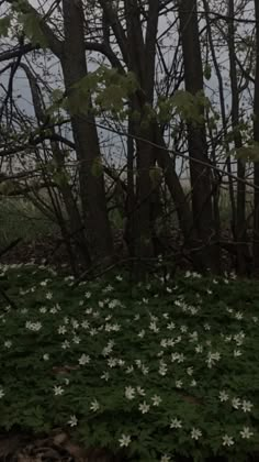 white flowers growing on the ground in front of trees