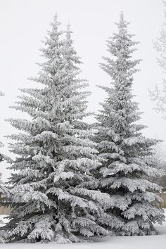 snow covered pine trees in front of a fence