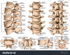 the human neck and lower back bones, with labels on each side stock photo - 519