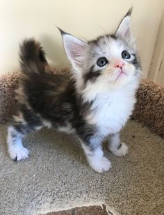 a small kitten standing on top of a carpeted floor next to a door and looking up