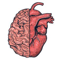 the human heart and brain are depicted in this hand drawn illustration on a white background