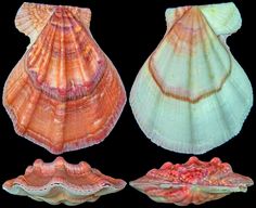 three seashells are shown on a black background, one is orange and the other is pink