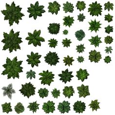 an overhead view of various green plants and leaves on a white background stock photo - 1309782