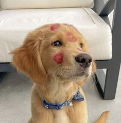 a brown dog with red spots on it's face sitting in front of a chair