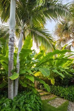 a lush green tropical garden with palm trees