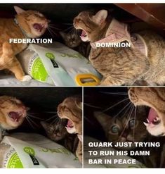 Cat Hacks, Silly Cats Pictures, Cute Animal Photos, Funny Cute Cats, Cute Cats And Dogs, Silly Cats, Cute Little Animals, 귀여운 동물, Animal Memes