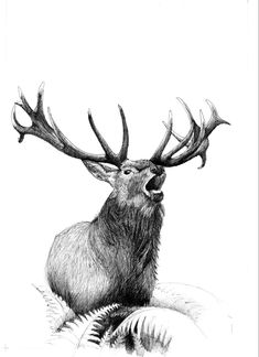 a drawing of a deer with antlers on it's head and mouth open