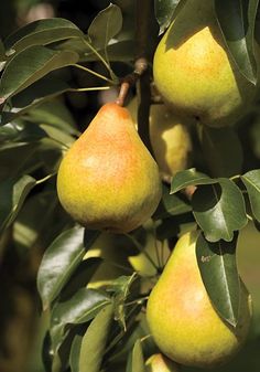 pears growing on a tree with leaves