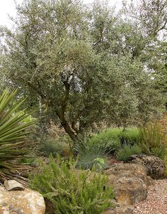 an olive tree in the middle of a rocky garden area with rocks and plants around it