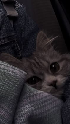 a cat is peeking out from behind the covers of someone's jeans and looking at the camera