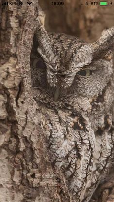 an owl sitting on top of a tree branch