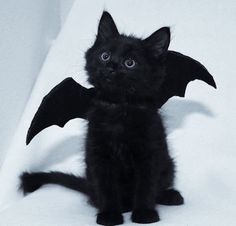 a small black kitten sitting on top of a white sheet with a bat shaped wing