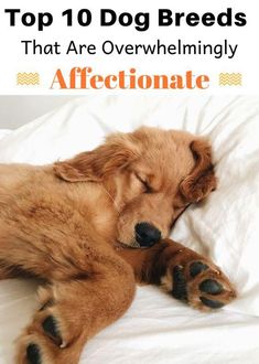 a brown dog sleeping on top of a white bed