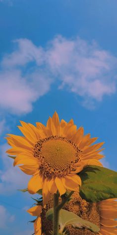 a large sunflower with the words the second day on it's back ground