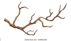 an old tree branch with no leaves is shown on a white background in this image