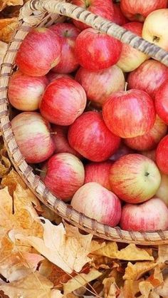 a basket filled with lots of red apples on top of leaves and fallen leaves in the ground