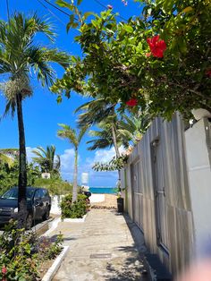 a street lined with palm trees and parked cars on the sidewalk next to the ocean