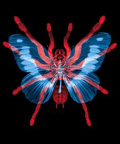 a blue and red butterfly on a black background