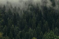 Deep Forest Fog Wall Mural-Wall Mural-Eazywallz 1366x768 Wallpaper, Hunting Bow, Bear Hunting, Forest Background, Foggy Forest, Bow Hunting, Forest Wallpaper, Tree Wallpaper, Macbook Wallpaper