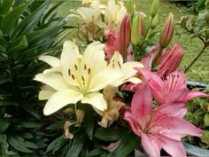 some pink and white lilies are in the grass near green plants with brown spots on them