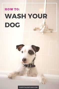 a dog sitting in a bathtub with the words how to wash your dog on it