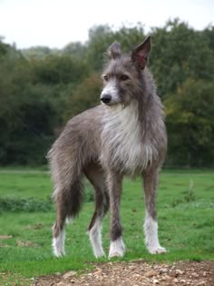 a gray and white dog standing on top of a lush green field next to a forest