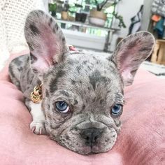 a small gray and white dog laying on top of a pink blanket