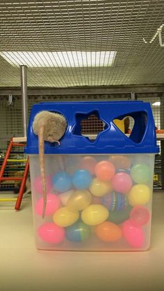 a toy mouse in a plastic container filled with colorful ball pit balls and a ladder