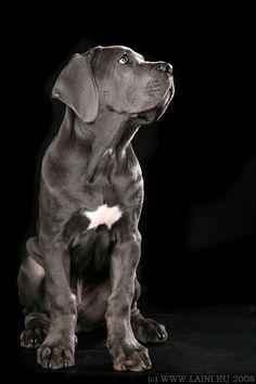 a black and white dog sitting in the dark