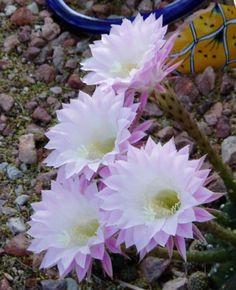 pink flowers are growing in the dirt near a bike tire and some rocks on the ground