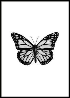 a black and white photo of a butterfly