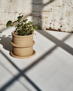 a potted plant sitting on top of a white floor next to a brick wall