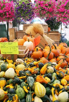 pumpkins and gourds for sale at an outdoor market