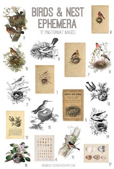 the birds and nest ephemera is shown in this image, with different types of bird